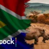peacock tv in south africa